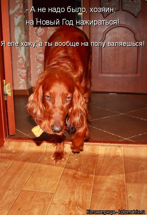 Котоматрица: - А не надо было, хозяин,  на Новый Год нажираться! Я еле хожу, а ты вообще на полу валяешься!