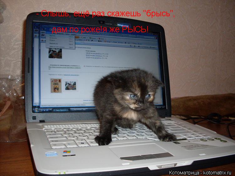 Котоматрица: - Слышь, ещё раз скажешь "брысь", дам по роже!я же РЫСЬ!