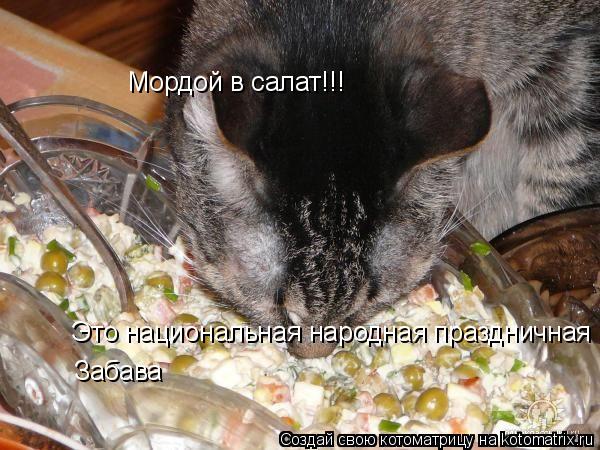 Котоматрица: Мордой в салат!!! Это национальная народная праздничная игра!!! Забава