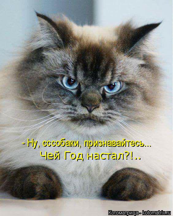 Котоматрица: - Ну, сссобаки, признавайтесь... Чей Год настал?!..