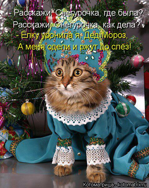Котоматрица: - Расскажи, Снегурочка, где была?  Расскажи, Снегурочка, как дела? - Ёлку уронила я, Дед Мороз, А меня одели и ржут до слёз!