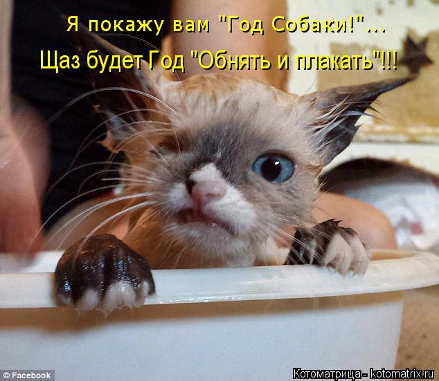 Котоматрица: Я покажу вам "Год Собаки!"...  Щаз будет Год "Обнять и плакать"!!!