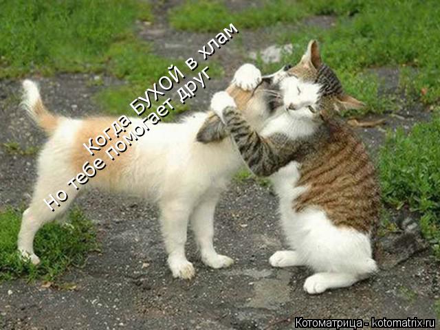 Котоматрица: Когда БУХОЙ в хлам Но тебе помогает друг
