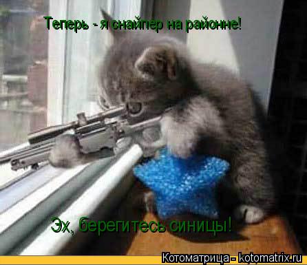 Котоматрица: Теперь - я снайпер на районне! Эх, берегитесь синицы!