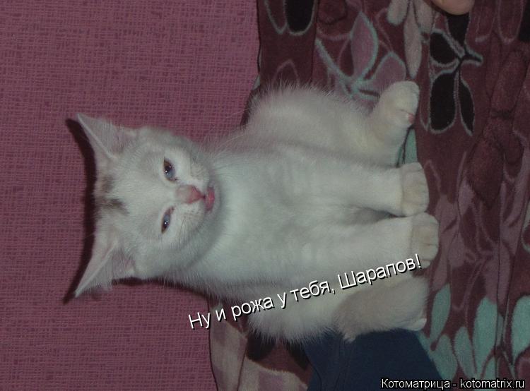 Котоматрица: Ну и рожа у тебя, Шарапов!