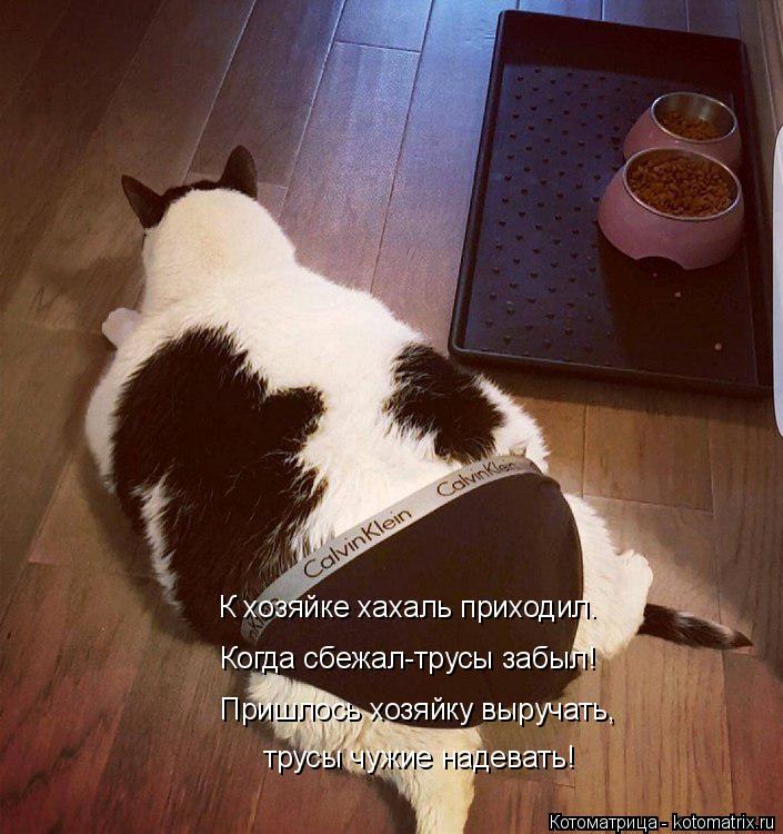 Котоматрица: Пришлось хозяйку выручать, трусы чужие надевать! К хозяйке хахаль приходил. Когда сбежал-трусы забыл!