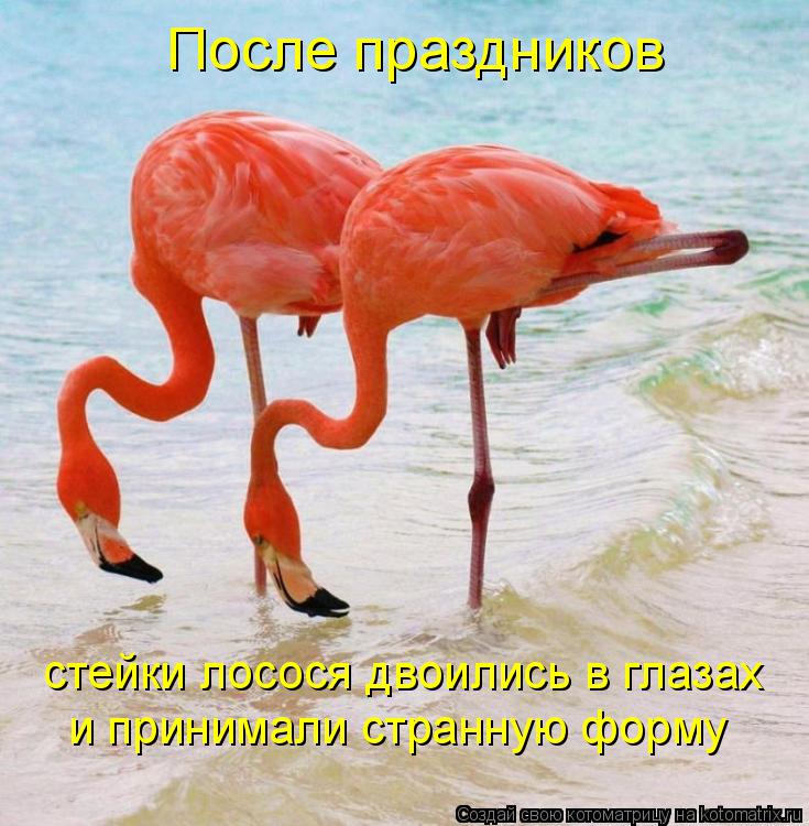 Котоматрица: После праздников стейки лосося двоились в глазах и принимали странную форму