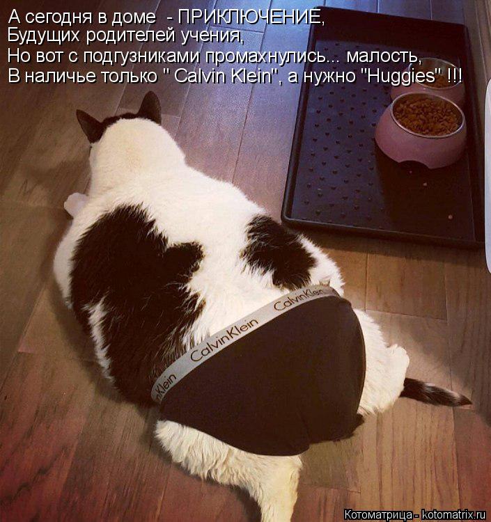 Котоматрица: А сегодня в доме  - ПРИКЛЮЧЕНИЕ, Будущих родителей учения, Но вот с подгузниками промахнулись... малость, В наличье только " Calvin Klein", а нужно "Hug