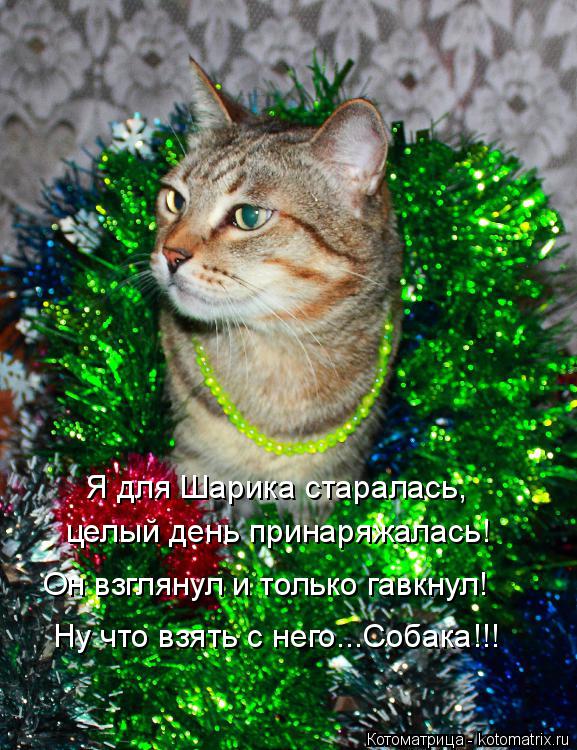 Котоматрица: целый день принаряжалась! Он взглянул и только гавкнул! Ну что взять с него...Собака!!! Я для Шарика старалась,
