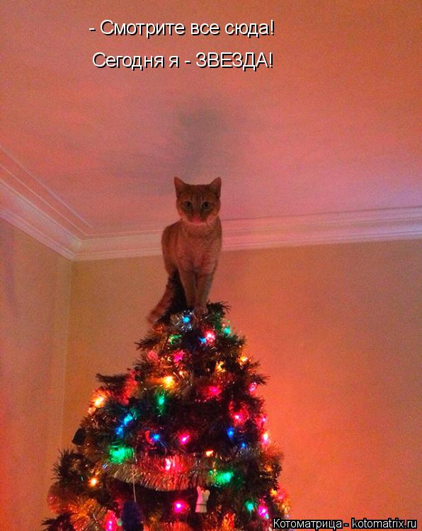 Котоматрица: - Смотрите все сюда! Сегодня я - ЗВЕЗДА!