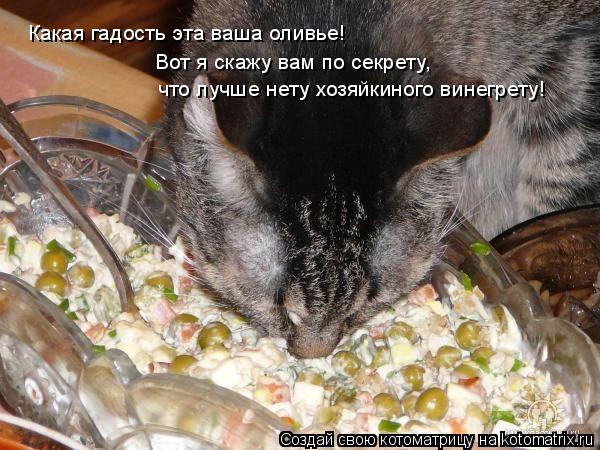 Котоматрица: Какая гадость эта ваша оливье! Вот я скажу вам по секрету, что лучше нету хозяйкиного винегрету!
