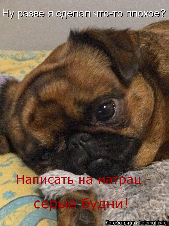 Котоматрица: Ну разве я сделал что-то плохое? Написать на матрац - серые будни!