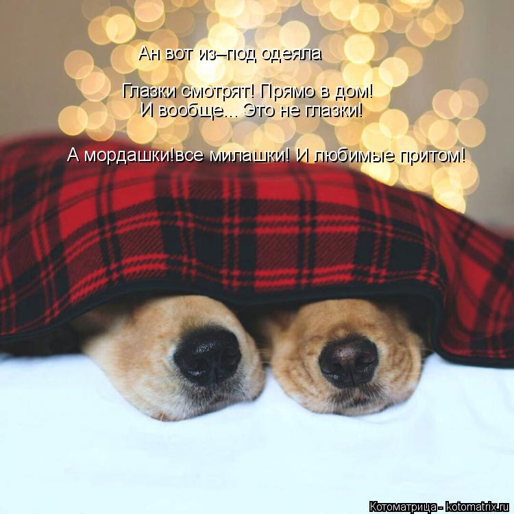 Котоматрица: Глазки смотрят! Прямо в дом! И вообще... Это не глазки! А мордашки!все милашки! И любимые притом! Ан вот из–под одеяла