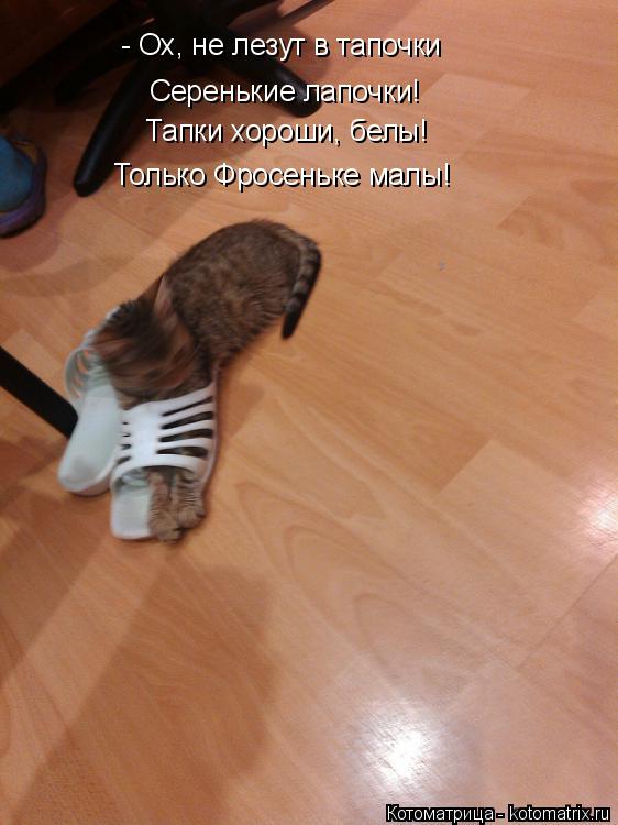 Котоматрица: - Ох, не лезут в тапочки Серенькие лапочки! Тапки хороши, белы! Только Фросеньке малы!