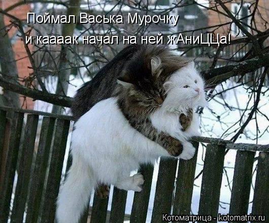 Котоматрица: Поймал Васька Мурочку и каааак начал на ней жАниЦЦа!