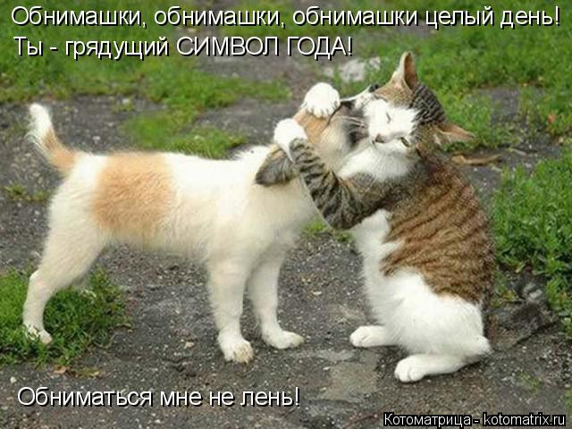 Котоматрица: Обнимашки, обнимашки, обнимашки целый день! Ты - грядущий СИМВОЛ ГОДА!  Обниматься мне не лень!