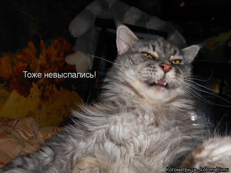 Котоматрица: Тоже невыспались!
