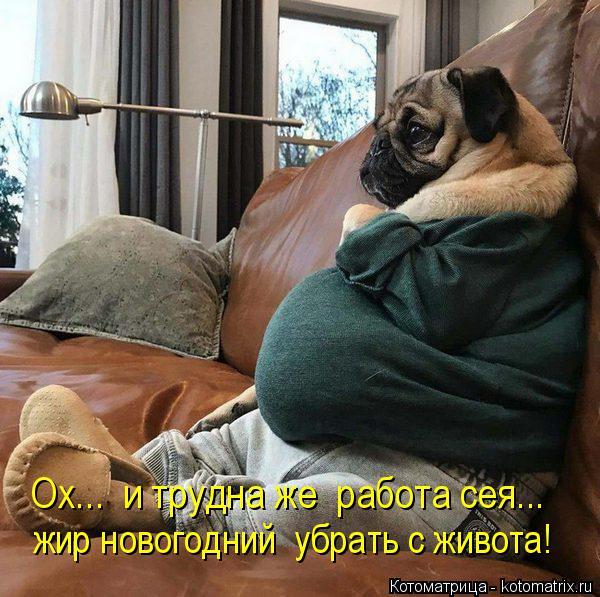 Ох... и трудна же работа сея... жир новогодний убрать с живота!... Котоматрица: Ох... и трудна же работа сея... жир новогодний убрать с живота!