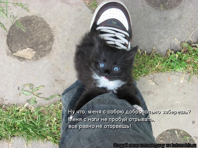Ну что, меня с собою добровольно заберешь? Меня с ноги не пробуй отрывать, все равно не оторвешь!... Котоматрица: Ну что, меня с собою добровольно заберешь? Меня с ноги не пробуй отрывать, все равно не оторвешь!
