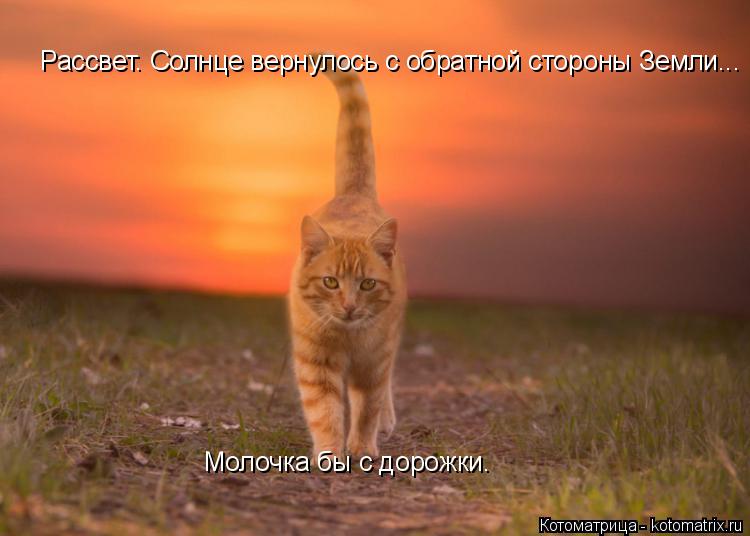 Рассвет. Солнце вернулось с обратной стороны Земли... Молочка бы с дорожки.... Котоматрица: Рассвет. Солнце вернулось с обратной стороны Земли... Молочка бы с дорожки.
