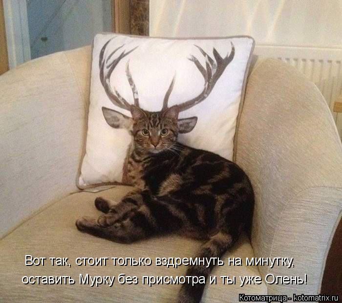 Котоматрица: оставить Мурку без присмотра и ты уже Олень! Вот так, стоит только вздремнуть на минутку,