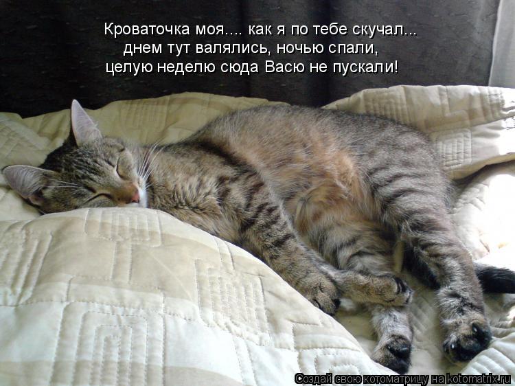 Кроваточка моя.... как я по тебе скучал... днем тут валялись, ночью спали, целую неделю сюда Васю не ... Котоматрица: Кроваточка моя.... как я по тебе скучал... днем тут валялись, ночью спали, целую неделю сюда Васю не пускали!