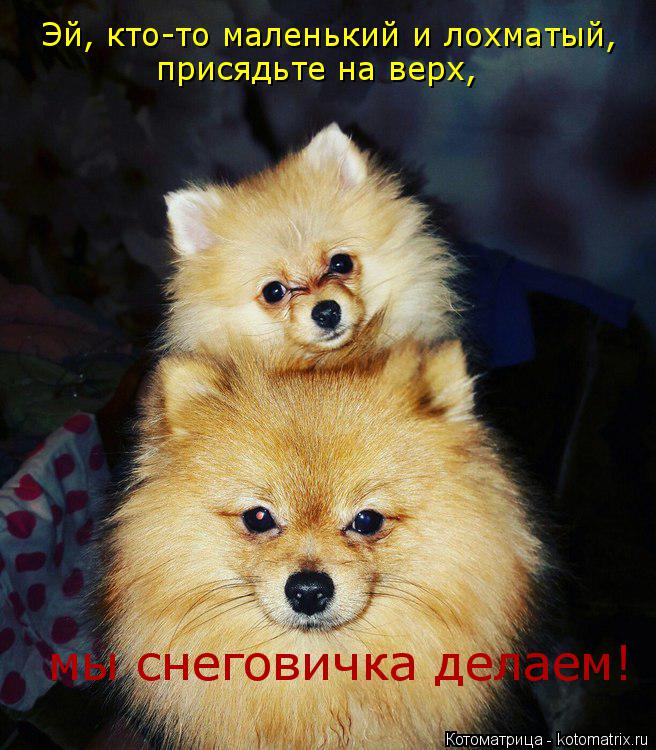 Эй, кто-то маленький и лохматый, присядьте на верх, мы снеговичка делаем!... Котоматрица: Эй, кто-то маленький и лохматый, присядьте на верх, мы снеговичка делаем!