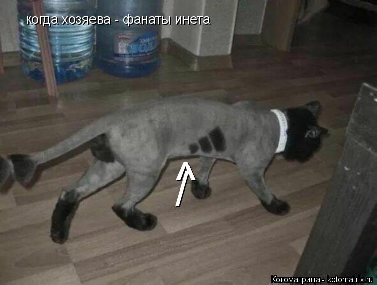 когда хозяева - фанаты инета / ^... Котоматрица: когда хозяева - фанаты инета / ^