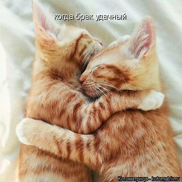 когда брак удачный... Котоматрица: когда брак удачный
