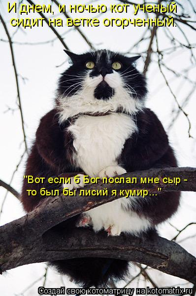 И днем, и ночью кот ученый сидит на ветке огорченный. "Вот если б Бог послал мне сыр - то был бы ... Котоматрица: И днем, и ночью кот ученый сидит на ветке огорченный. "Вот если б Бог послал мне сыр - то был бы лисий я кумир..."