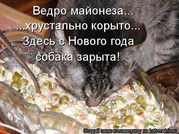Ведро майонеза... ...хрустально корыто... Здесь с Нового года собака зарыта!... Котоматрица: Ведро майонеза... ...хрустально корыто... Здесь с Нового года собака зарыта!
