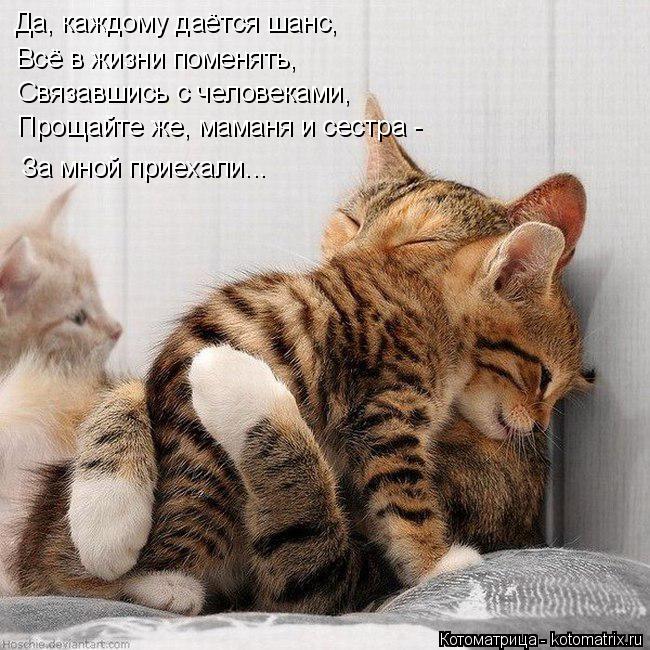 Да, каждому даётся шанс, Всё в жизни поменять, Связавшись с человеками, Прощайте же, маманя и сестра ... Котоматрица: Да, каждому даётся шанс, Всё в жизни поменять, Связавшись с человеками, Прощайте же, маманя и сестра - За мной приехали...