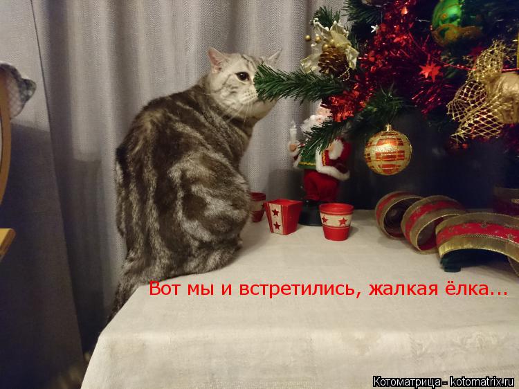 Вот мы и встретились, жалкая ёлка...... Котоматрица: Вот мы и встретились, жалкая ёлка...