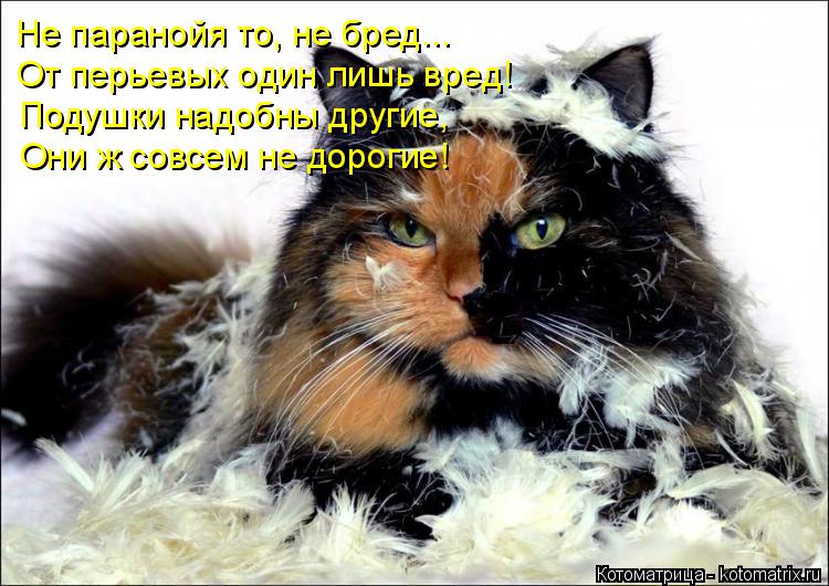 Не паранойя то, не бред... От перьевых один лишь вред! Подушки надобны другие, Они ж совсем не дорог... Котоматрица: Не паранойя то, не бред... От перьевых один лишь вред! Подушки надобны другие, Они ж совсем не дорогие!