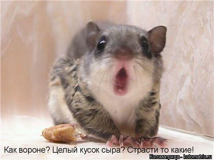 Как вороне? Целый кусок сыра? Страсти то какие!... Котоматрица: Как вороне? Целый кусок сыра? Страсти то какие!