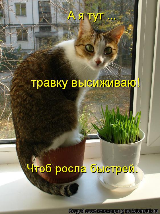 А я тут ... травку высиживаю! Чтоб росла быстрей.... Котоматрица: А я тут ... травку высиживаю! Чтоб росла быстрей.