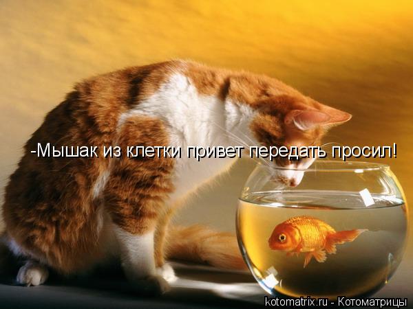 -Мышак из клетки привет передать просил!... Котоматрица: -Мышак из клетки привет передать просил!