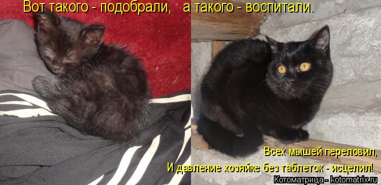 Вот такого - подобрали, а такого - воспитали. Всех мышей переловил, И давление хозяйке без таблеток... Котоматрица: Вот такого - подобрали, а такого - воспитали. Всех мышей переловил, И давление хозяйке без таблеток - исцелил!