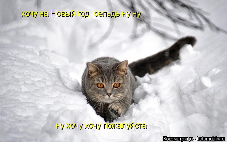 хочу на Новый год сельдь ну ну хочу на Новый год сельдь ну ну хочу на Новыйну пожалуйста ну хочу хо... Котоматрица: хочу на Новый год сельдь ну ну хочу на Новый год сельдь ну ну хочу на Новыйну пожалуйста ну хочу хочу пожалуйста