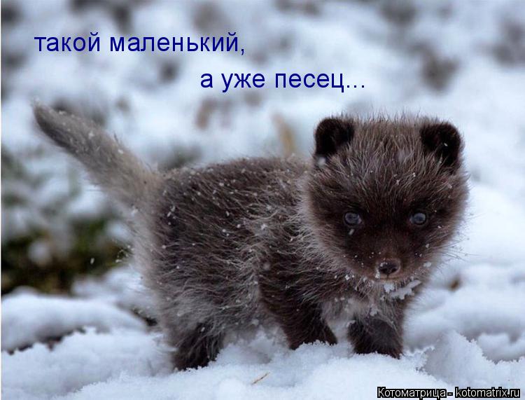 Котоматрица: такой маленький, а уже песец...