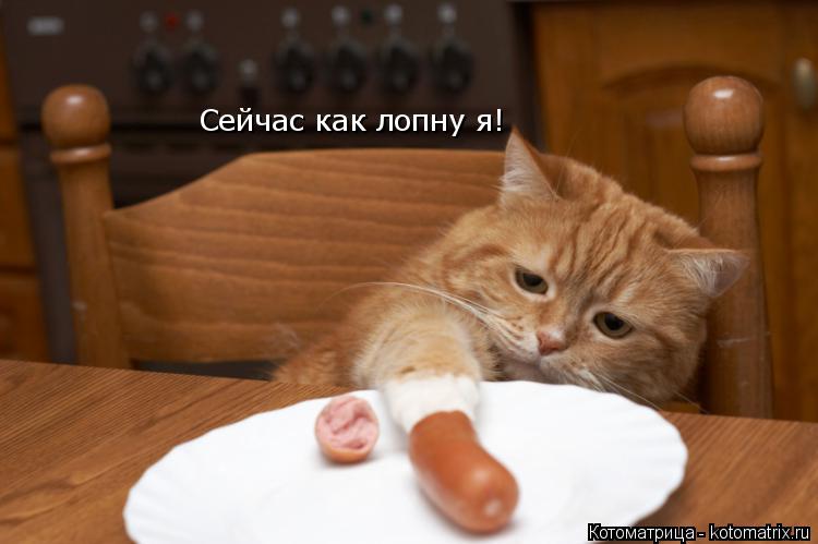 Сейчас как лопну я!... Котоматрица: Сейчас как лопну я!