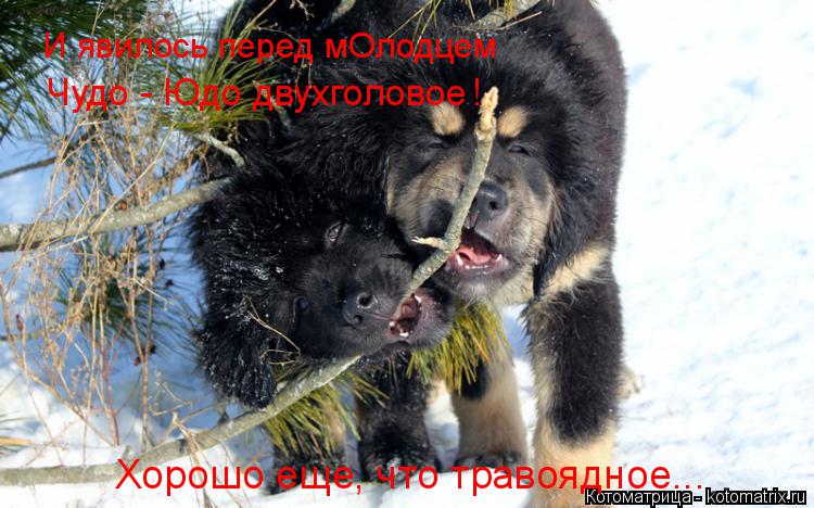 И явилось перед мОлодцем Чудо - Юдо двухголовое ! Хорошо еще, что травоядное...... Котоматрица: И явилось перед мОлодцем Чудо - Юдо двухголовое ! Хорошо еще, что травоядное...