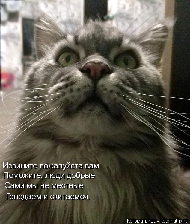 Извините пожалуйста вам Поможите, люди добрые Сами мы не местные Голодаем и скитаемся...... Котоматрица: Извините пожалуйста вам Поможите, люди добрые Сами мы не местные Голодаем и скитаемся...