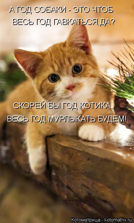 Котоматрица: ВЕСЬ ГОД ГАВКАТЬСЯ,ДА? А ГОД СОБАКИ - ЭТО ЧТОБ СКОРЕЙ БЫ ГОД КОТИКА, ВЕСЬ ГОД МУРЛЫКАТЬ БУДЕМ!