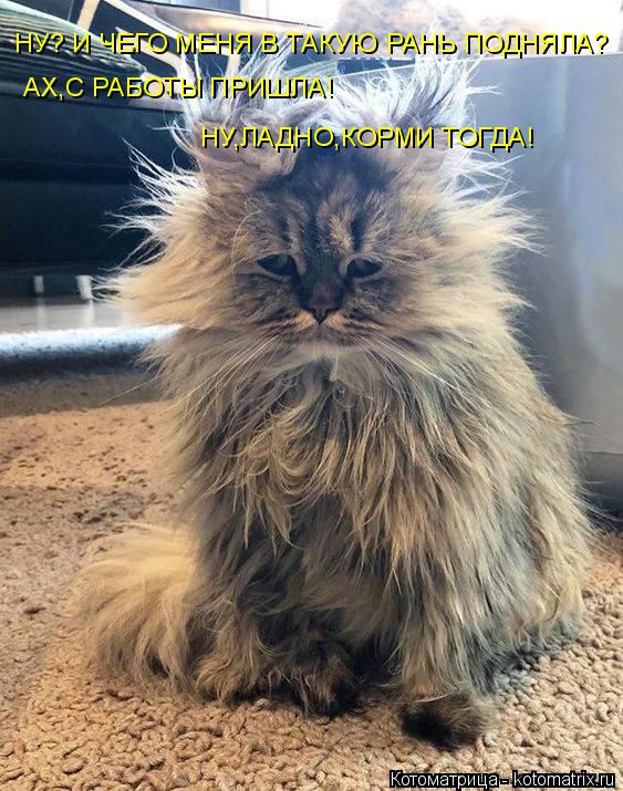 Котоматрица: НУ? И ЧЕГО МЕНЯ В ТАКУЮ РАНЬ ПОДНЯЛА? АХ,С РАБОТЫ ПРИШЛА! НУ,ЛАДНО,КОРМИ ТОГДА!