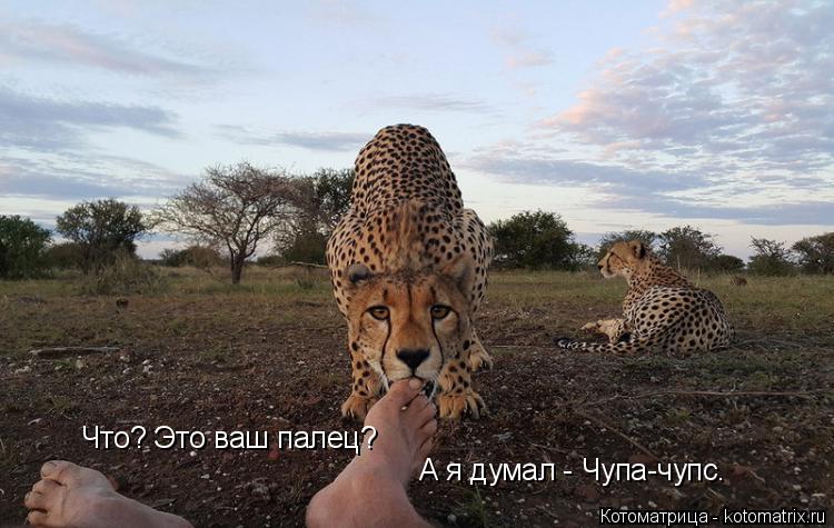 Что? Это ваш палец? А я думал - Чупа-чупс.... Котоматрица: Что? Это ваш палец? А я думал - Чупа-чупс.