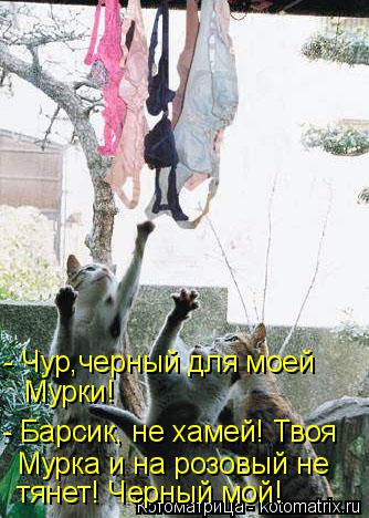 Котоматрица: - Чур,черный для моей Мурки! - Барсик, не хамей! Твоя Мурка и на розовый не тянет! Черный мой!