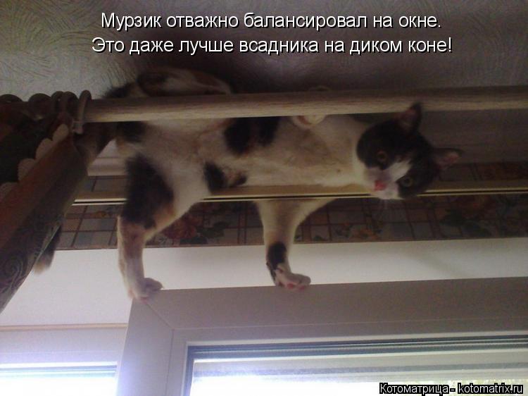 Мурзик отважно балансировал на окне. Это даже лучше всадника на диком коне!... Котоматрица: Мурзик отважно балансировал на окне. Это даже лучше всадника на диком коне!