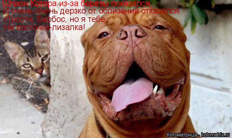 Шпион Котяра из-за берёзы показался, И очень-очень дерзко от облизаний отказался. -Прости, Барбос, но... Котоматрица: Шпион Котяра из-за берёзы показался, И очень-очень дерзко от облизаний отказался. -Прости, Барбос, но я тебе... Не косточка-лизалка!