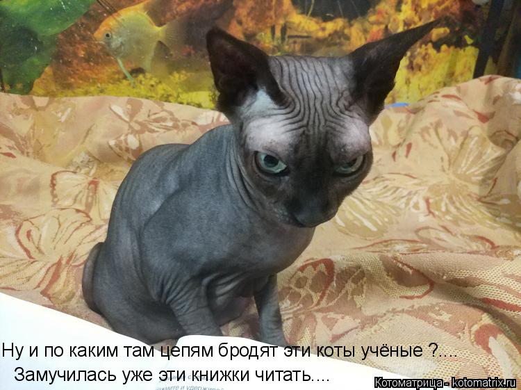 Ну и по каким там цепям бродят эти коты учёные ?.... Замучилась уже эти книжки читать....... Котоматрица: Ну и по каким там цепям бродят эти коты учёные ?.... Замучилась уже эти книжки читать....